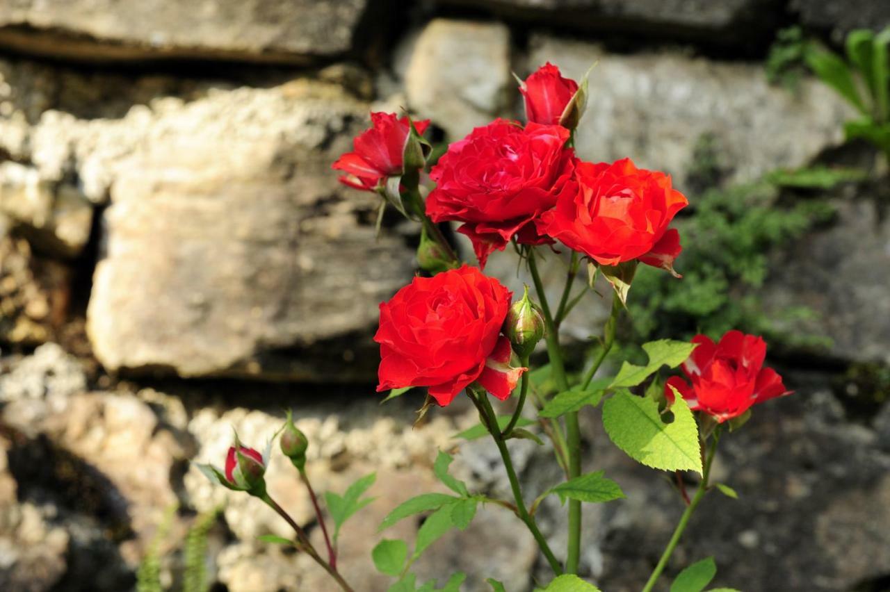 B&B Il Sambuco Vignola  Buitenkant foto